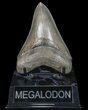 Serrated, Fossil Megalodon Tooth - Great Tip! #75793-1